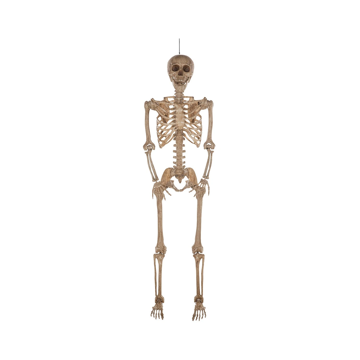 Halloween - 2 m (7ft) Poseable Skeleton