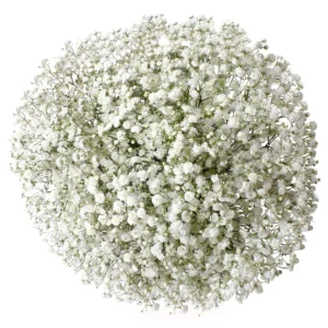 Bulk Baby's Breath, 120 Stems