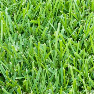 St. Augustine 500 Sq. Ft. Sod Pallet